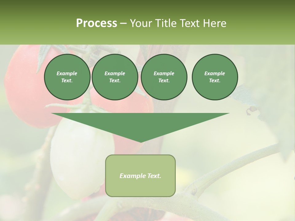 A Group Of Tomatoes Growing On A Tree PowerPoint Template
