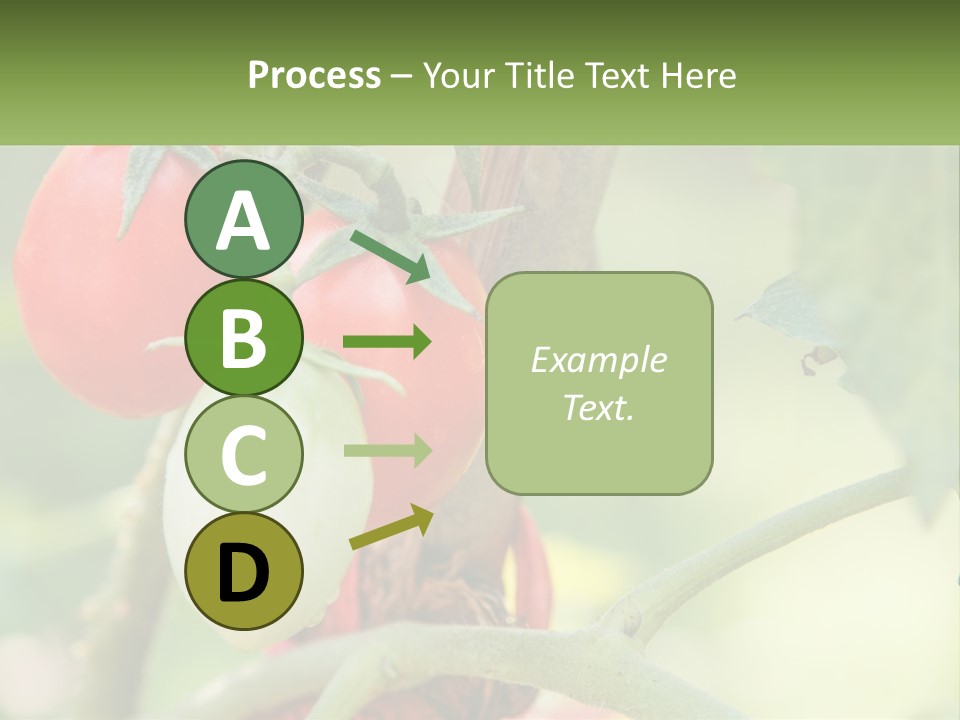A Group Of Tomatoes Growing On A Tree PowerPoint Template