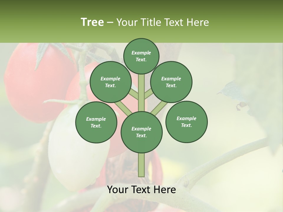 A Group Of Tomatoes Growing On A Tree PowerPoint Template