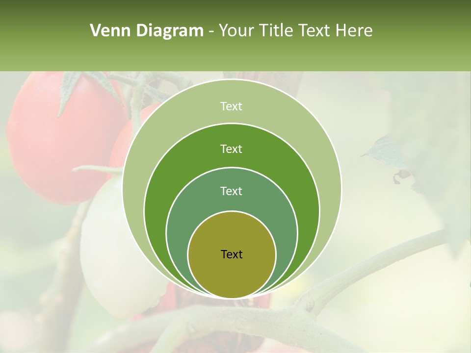 A Group Of Tomatoes Growing On A Tree PowerPoint Template