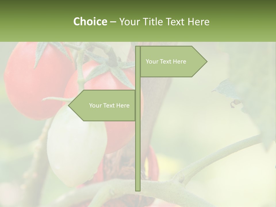 A Group Of Tomatoes Growing On A Tree PowerPoint Template
