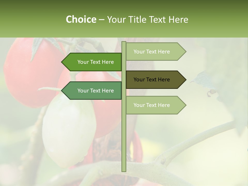 A Group Of Tomatoes Growing On A Tree PowerPoint Template