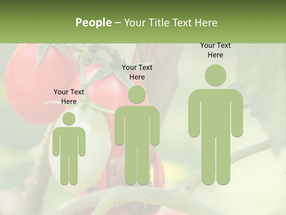 A Group Of Tomatoes Growing On A Tree PowerPoint Template