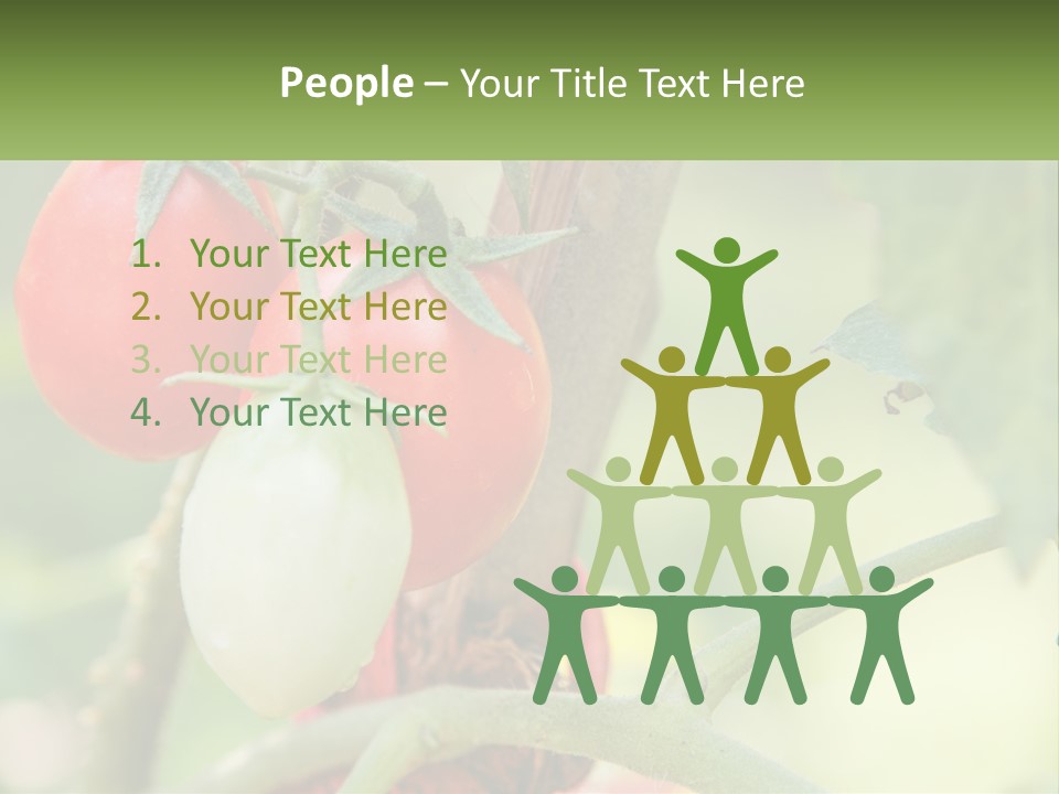A Group Of Tomatoes Growing On A Tree PowerPoint Template