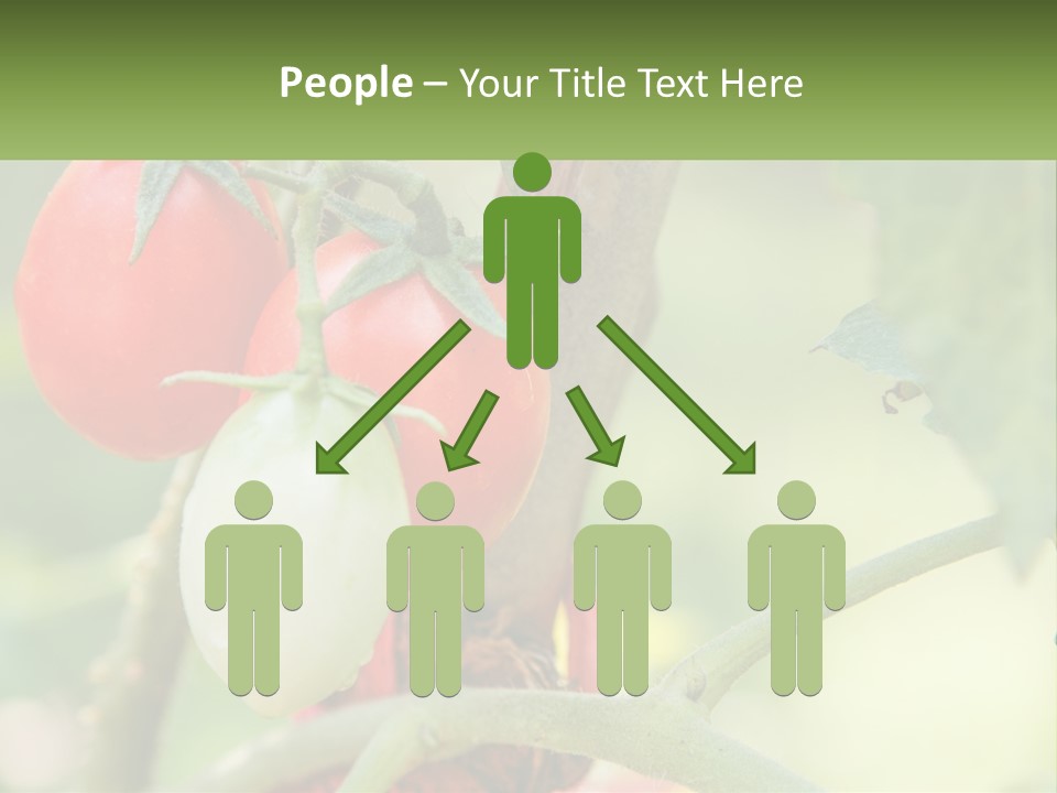 A Group Of Tomatoes Growing On A Tree PowerPoint Template