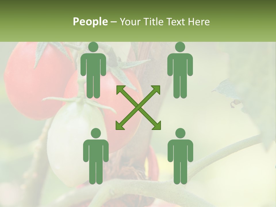 A Group Of Tomatoes Growing On A Tree PowerPoint Template