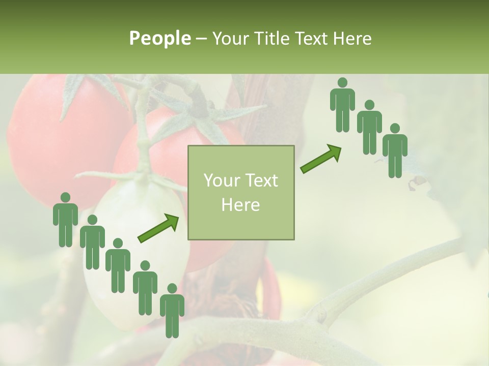 A Group Of Tomatoes Growing On A Tree PowerPoint Template