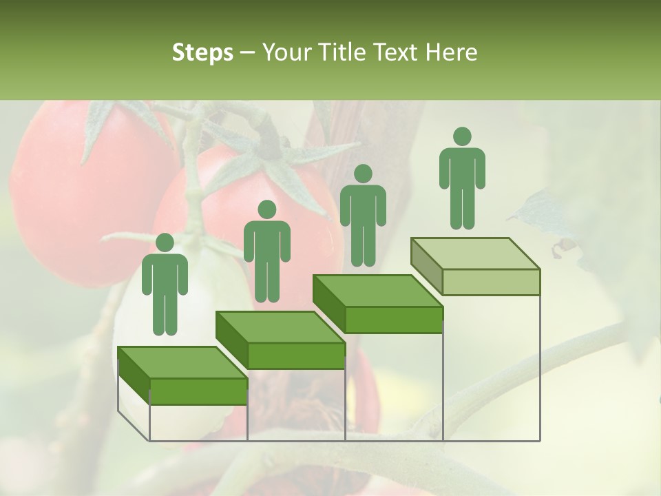 A Group Of Tomatoes Growing On A Tree PowerPoint Template