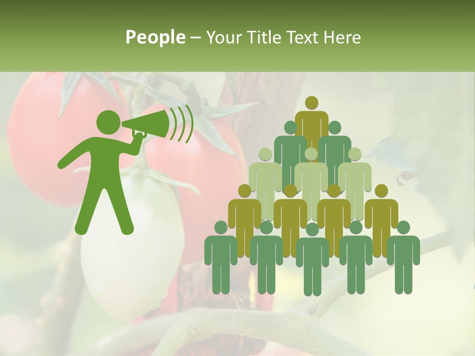 A Group Of Tomatoes Growing On A Tree PowerPoint Template