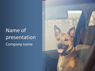 A Dog Is Sitting In The Back Seat Of A Car PowerPoint Template