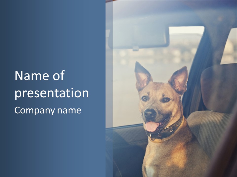 A Dog Is Sitting In The Back Seat Of A Car PowerPoint Template