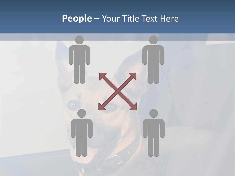 A Dog Is Sitting In The Back Seat Of A Car PowerPoint Template