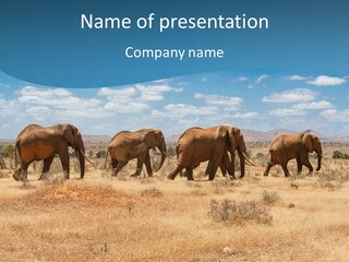 A Herd Of Elephants Walking Across A Dry Grass Field PowerPoint Template