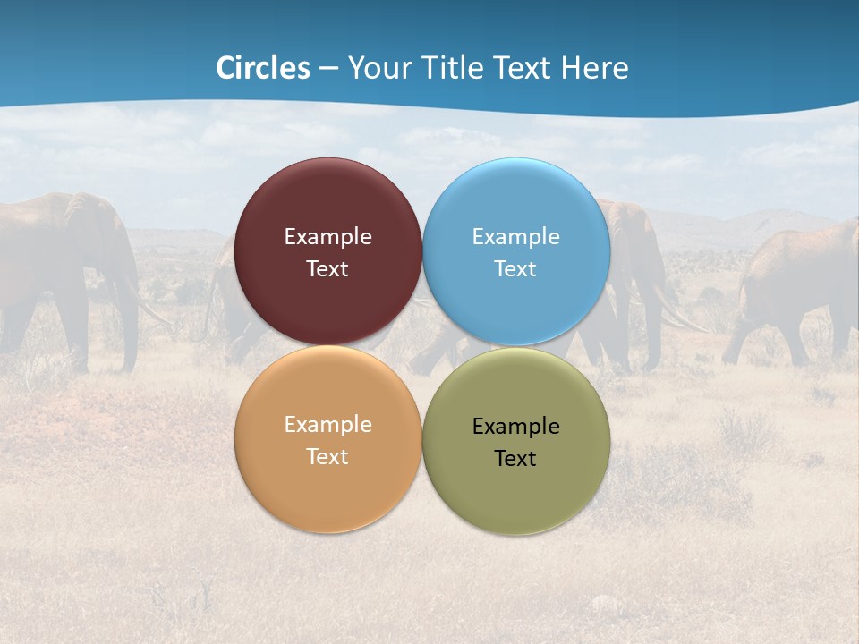 A Herd Of Elephants Walking Across A Dry Grass Field PowerPoint Template