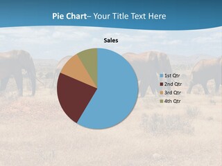 A Herd Of Elephants Walking Across A Dry Grass Field PowerPoint Template