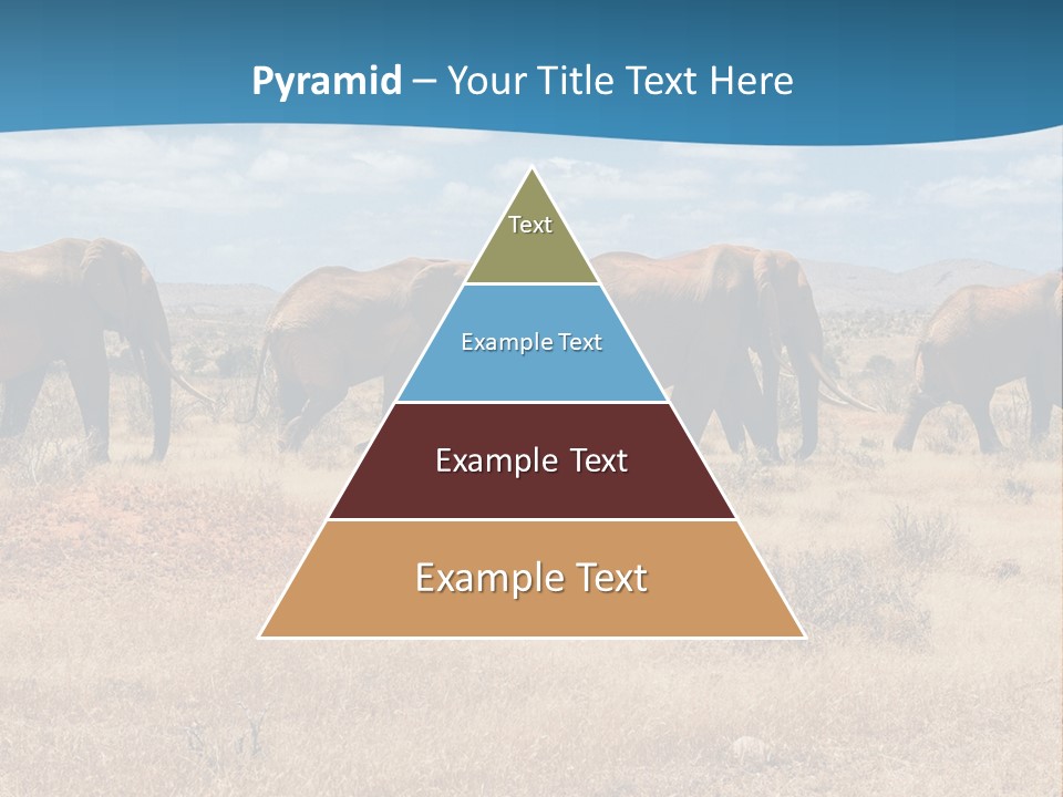 A Herd Of Elephants Walking Across A Dry Grass Field PowerPoint Template