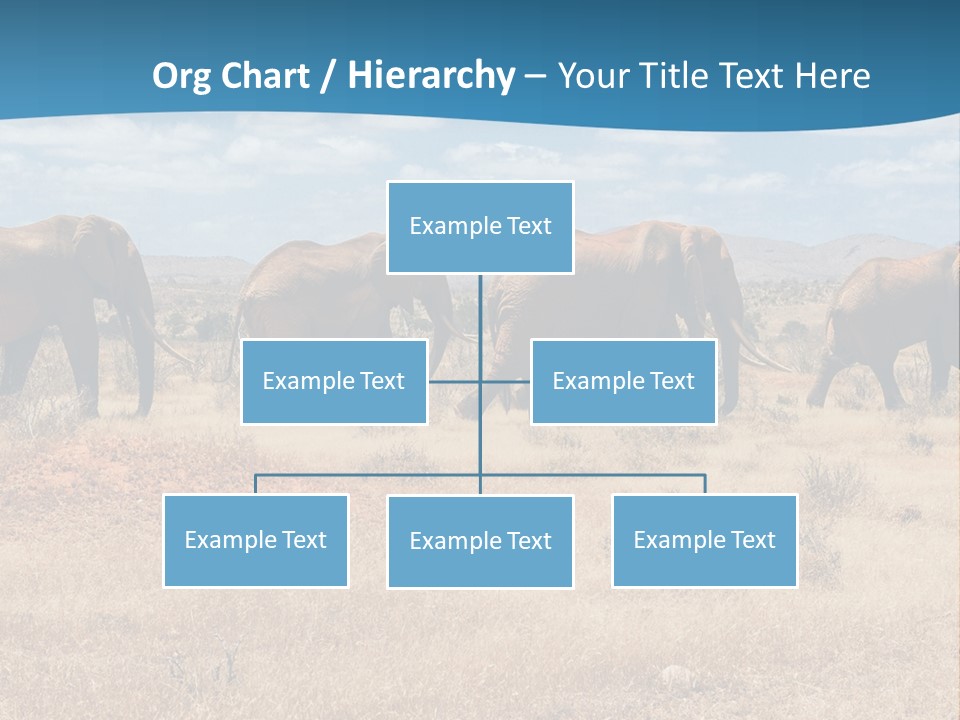 A Herd Of Elephants Walking Across A Dry Grass Field PowerPoint Template