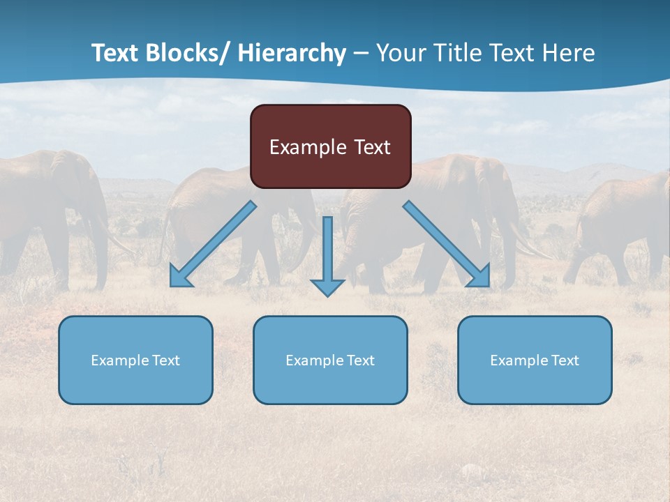 A Herd Of Elephants Walking Across A Dry Grass Field PowerPoint Template