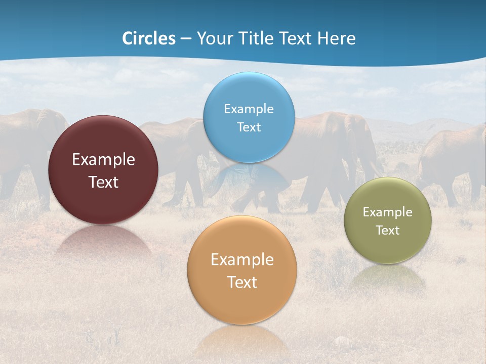 A Herd Of Elephants Walking Across A Dry Grass Field PowerPoint Template