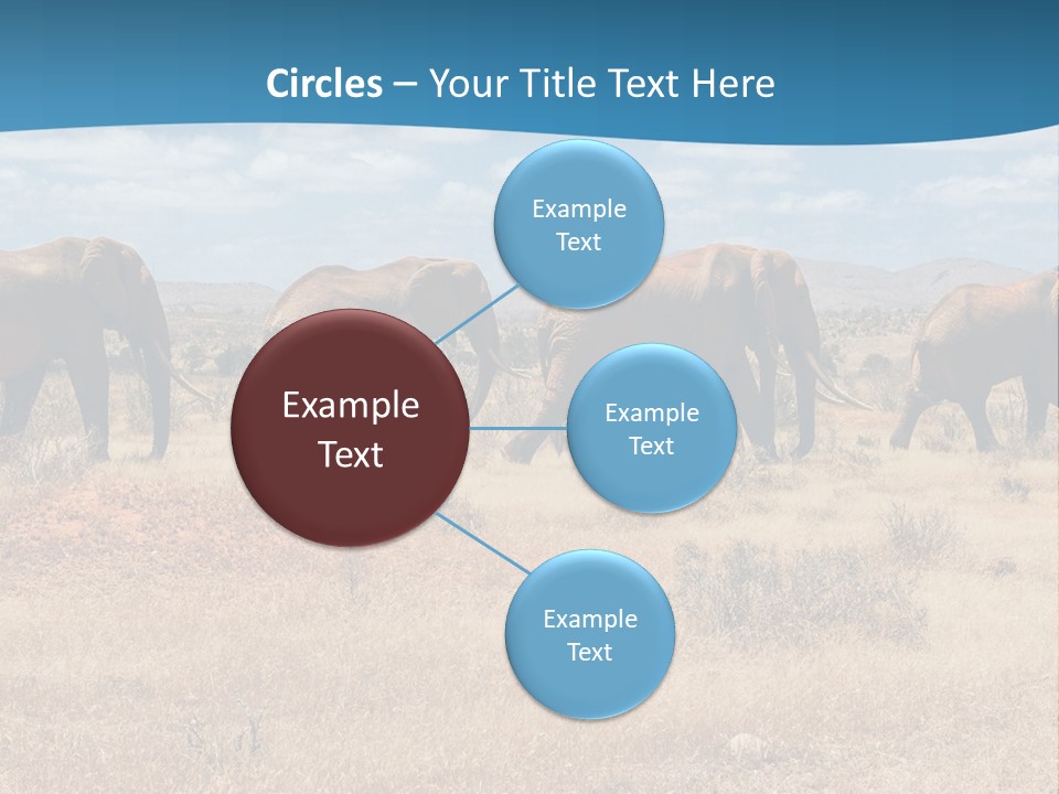 A Herd Of Elephants Walking Across A Dry Grass Field PowerPoint Template
