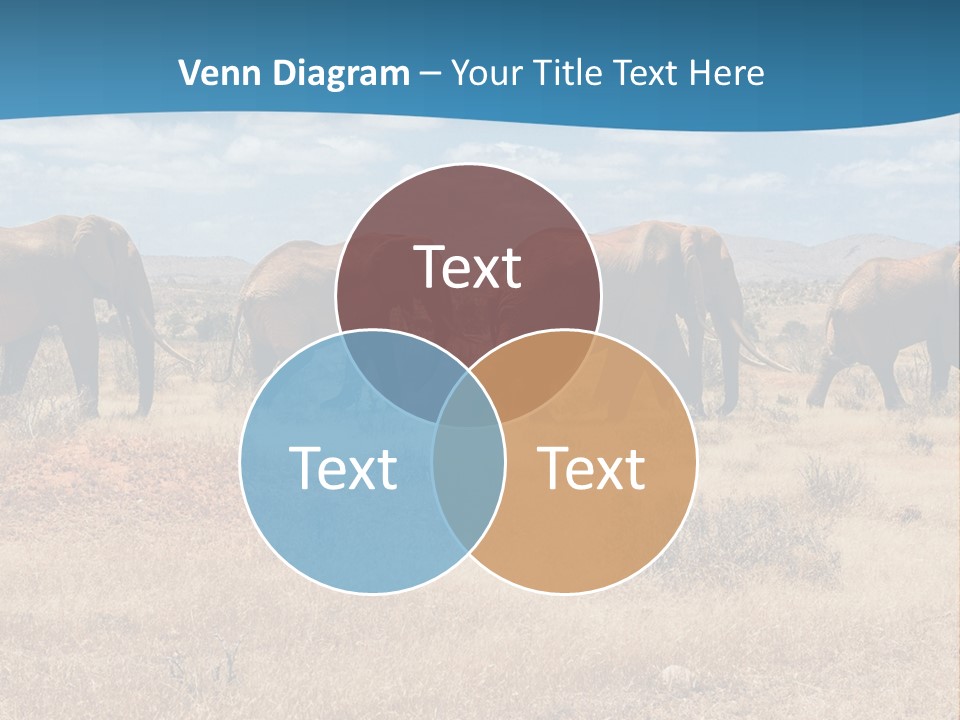 A Herd Of Elephants Walking Across A Dry Grass Field PowerPoint Template