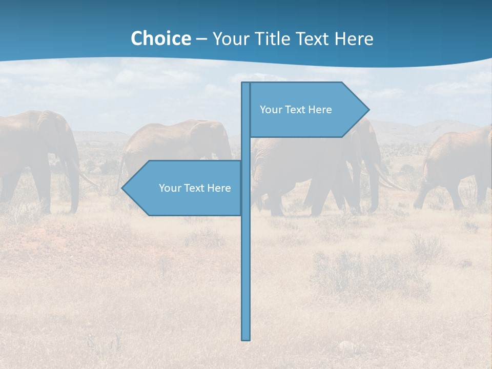 A Herd Of Elephants Walking Across A Dry Grass Field PowerPoint Template