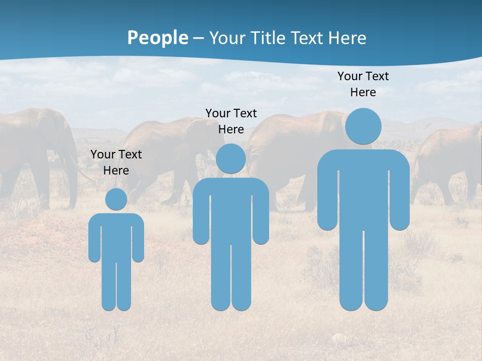 A Herd Of Elephants Walking Across A Dry Grass Field PowerPoint Template