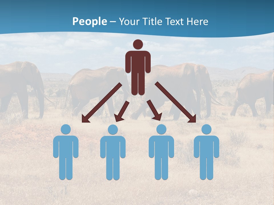 A Herd Of Elephants Walking Across A Dry Grass Field PowerPoint Template