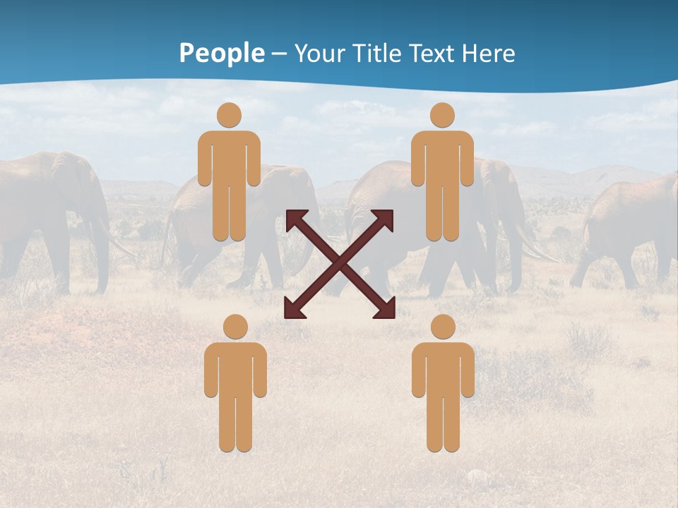 A Herd Of Elephants Walking Across A Dry Grass Field PowerPoint Template