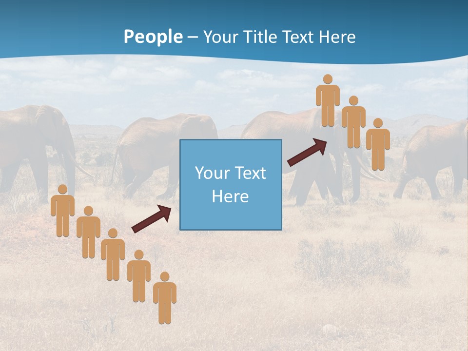 A Herd Of Elephants Walking Across A Dry Grass Field PowerPoint Template