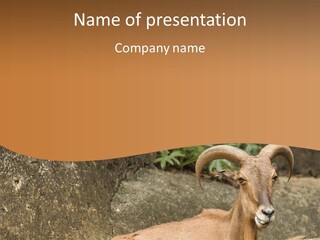 A Goat Standing On Top Of A Pile Of Rocks PowerPoint Template