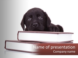 A Black Dog Laying On Top Of A Pile Of Books PowerPoint Template