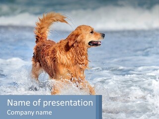 A Brown Dog Running Through The Ocean Waves PowerPoint Template