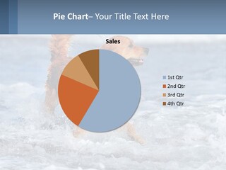 A Brown Dog Running Through The Ocean Waves PowerPoint Template