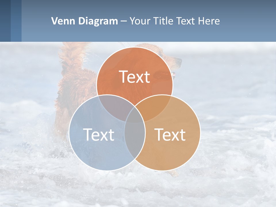 A Brown Dog Running Through The Ocean Waves PowerPoint Template