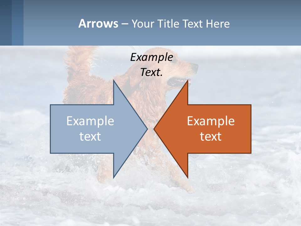 A Brown Dog Running Through The Ocean Waves PowerPoint Template