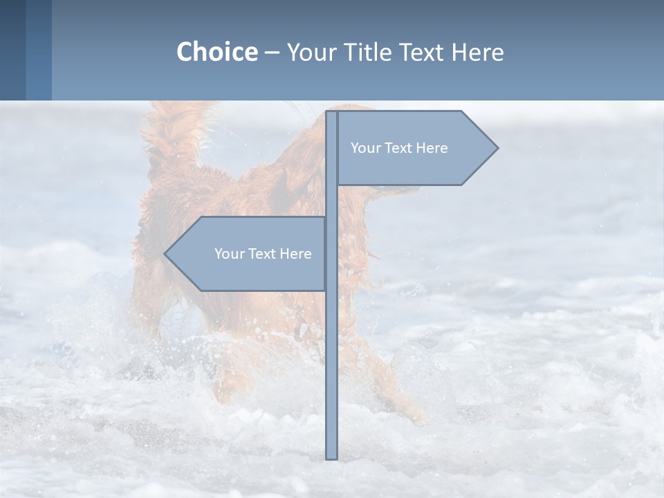 A Brown Dog Running Through The Ocean Waves PowerPoint Template