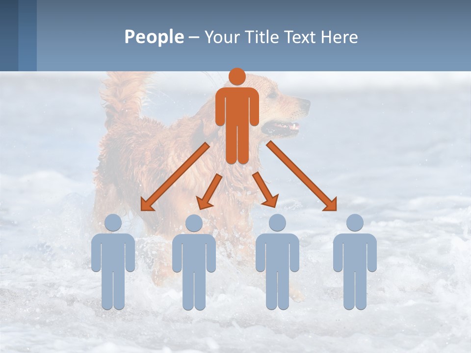A Brown Dog Running Through The Ocean Waves PowerPoint Template