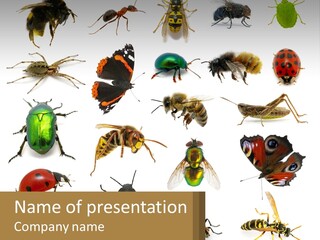 A Group Of Bugs And Bees On A White Background PowerPoint Template