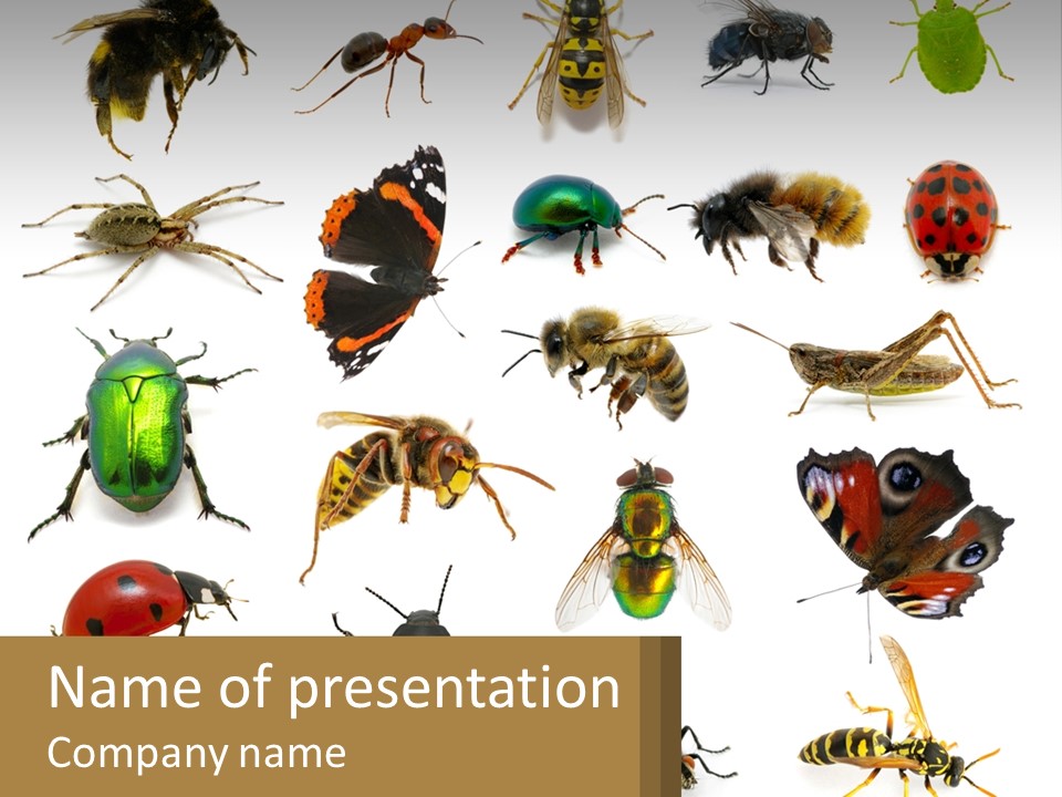 A Group Of Bugs And Bees On A White Background PowerPoint Template