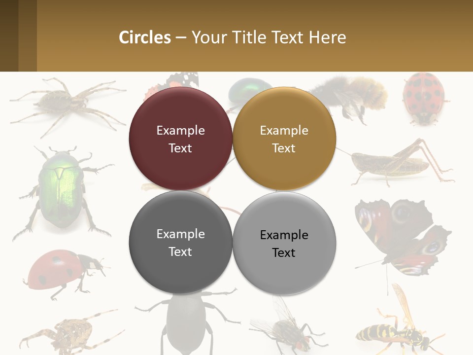 A Group Of Bugs And Bees On A White Background PowerPoint Template
