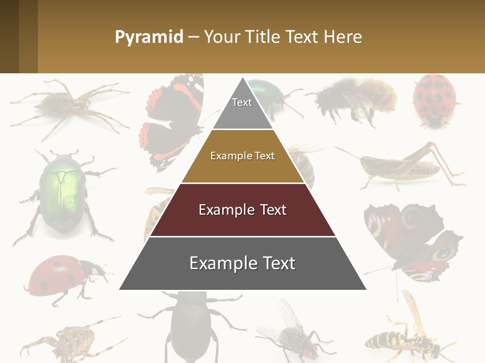 A Group Of Bugs And Bees On A White Background PowerPoint Template