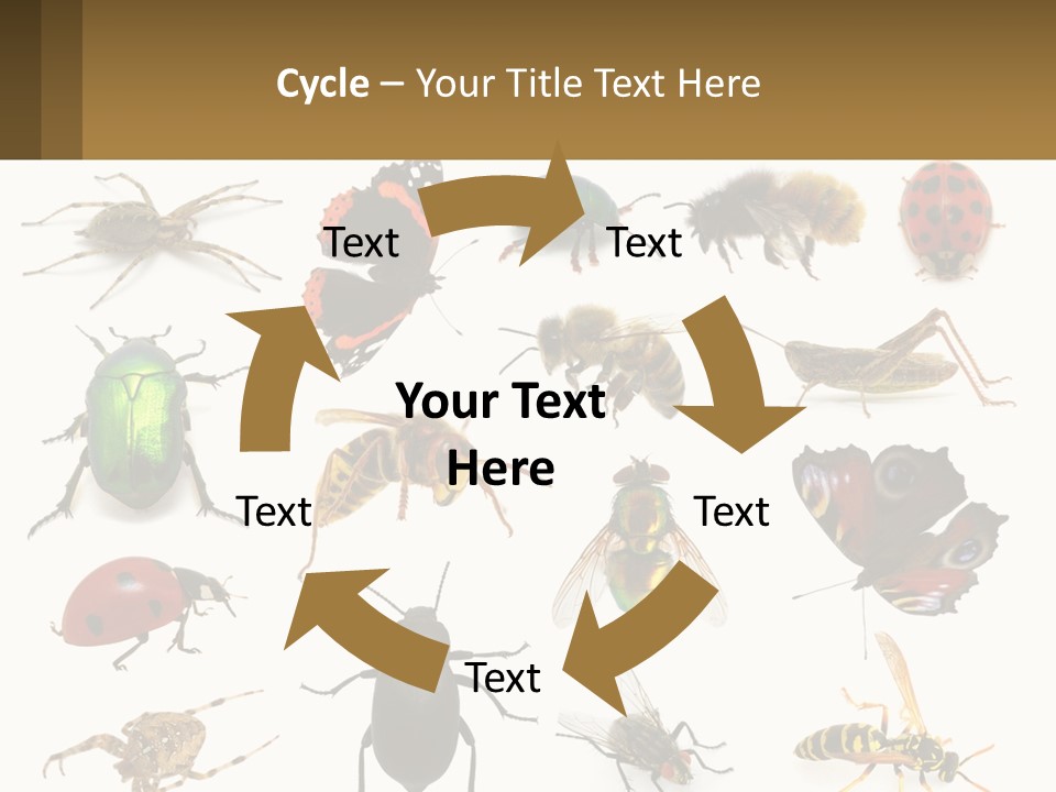 A Group Of Bugs And Bees On A White Background PowerPoint Template