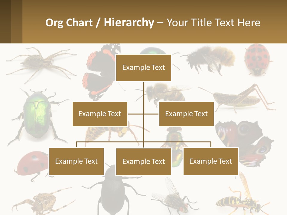 A Group Of Bugs And Bees On A White Background PowerPoint Template
