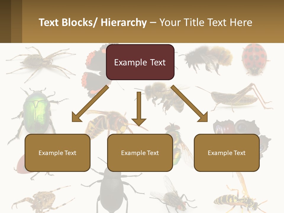 A Group Of Bugs And Bees On A White Background PowerPoint Template