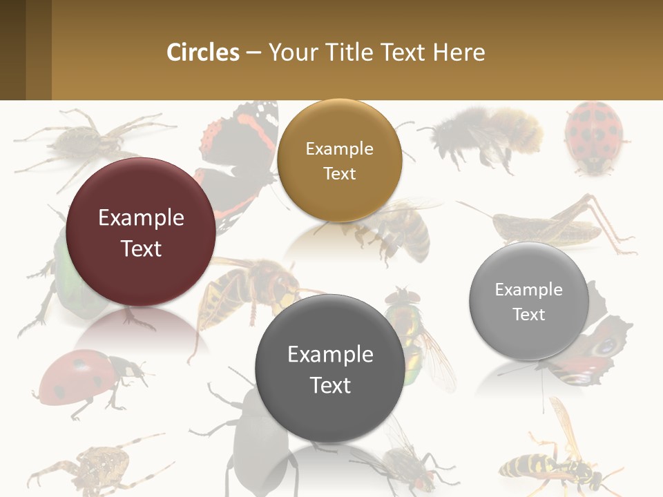 A Group Of Bugs And Bees On A White Background PowerPoint Template
