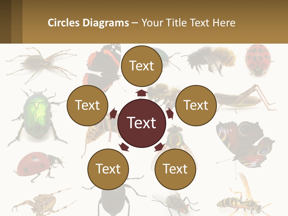 A Group Of Bugs And Bees On A White Background PowerPoint Template