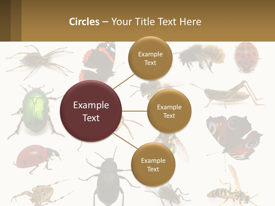 A Group Of Bugs And Bees On A White Background PowerPoint Template