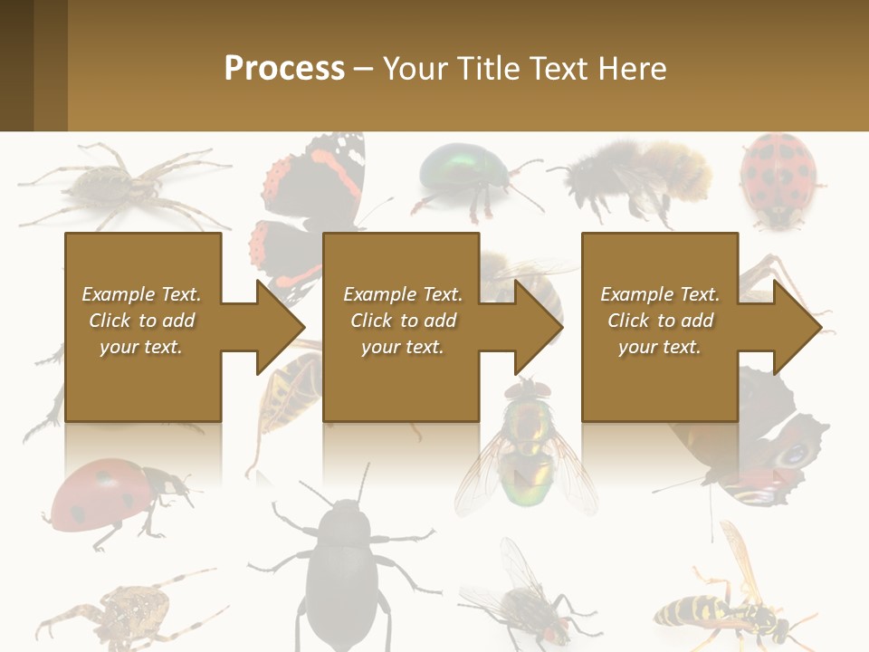 A Group Of Bugs And Bees On A White Background PowerPoint Template