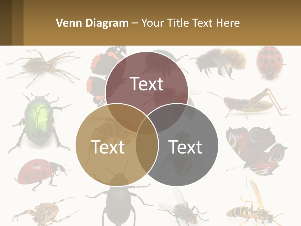 A Group Of Bugs And Bees On A White Background PowerPoint Template